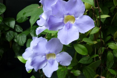 11.10.2011     2 006.jpg