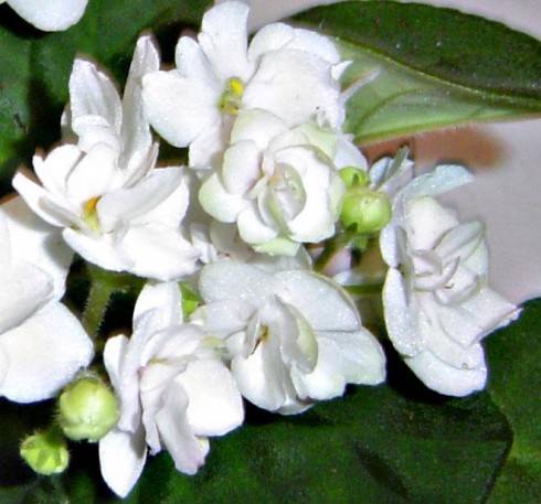 Ballerina's Gratia.jpg